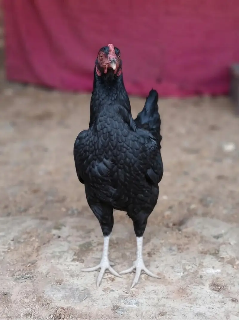 TOP QUALITY ASEEL BIRDS AVAILABLE - 5 FEMALES & 3 MALES — photo 5