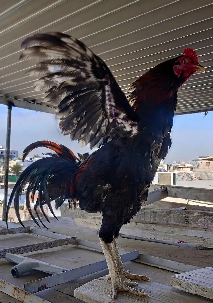 TOP QUALITY ASEEL BIRDS AVAILABLE - 5 FEMALES & 3 MALES — photo 6