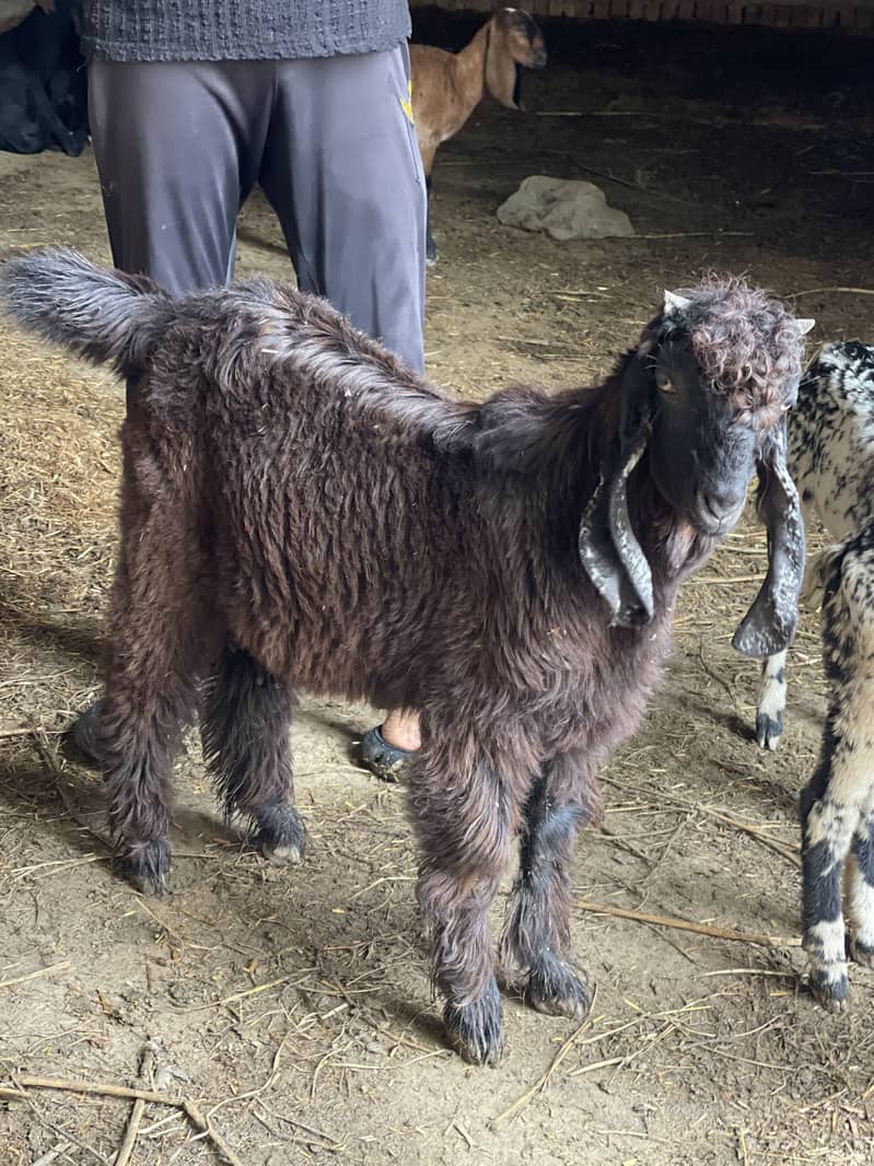 DDP Breeder 0