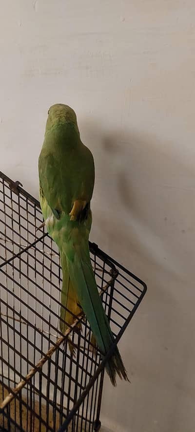 ring neck