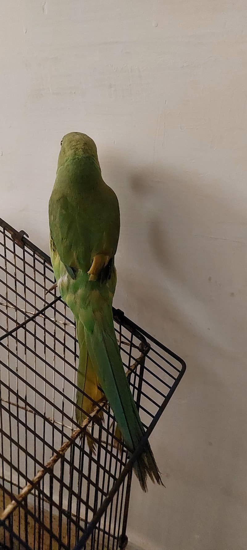 ring neck 1