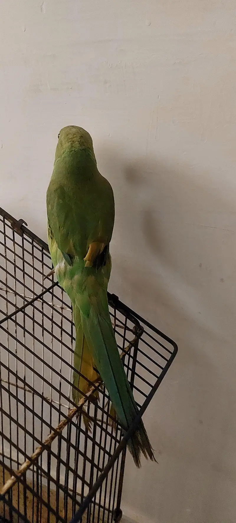 ring neck — photo 2