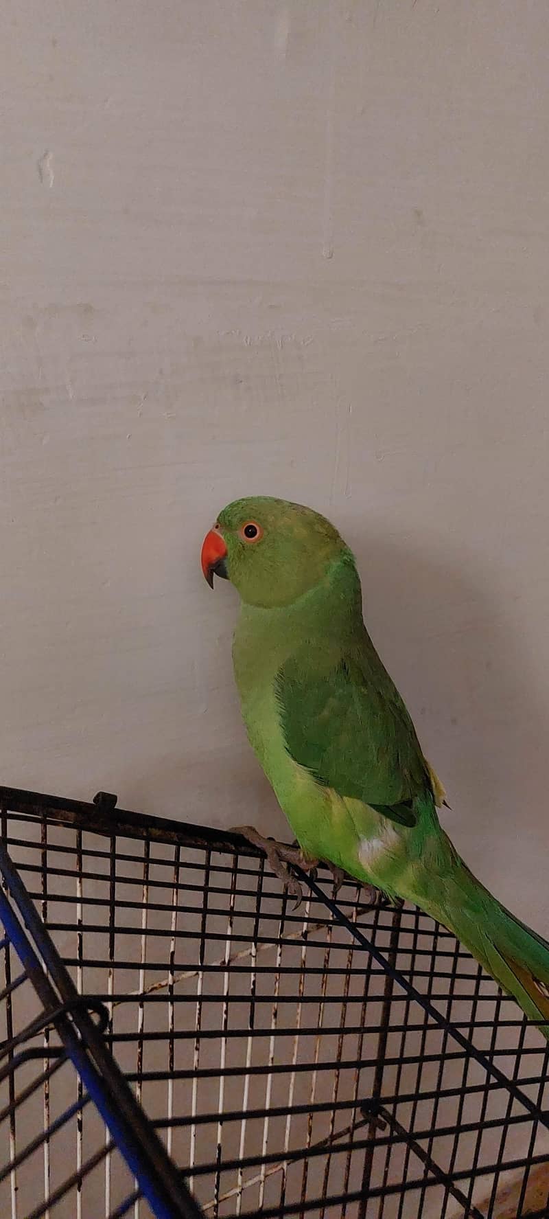 ring neck 2