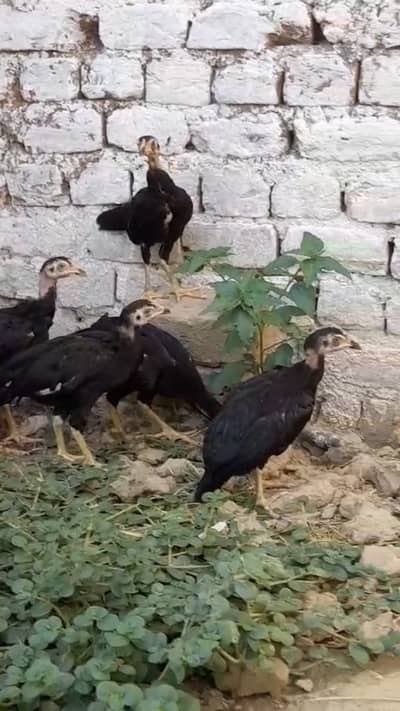 Aseel lasani chicks