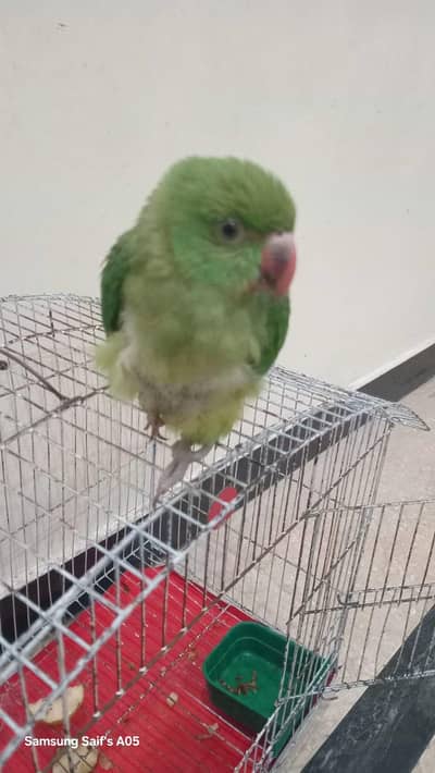 parrots for sell 4500 pinjry smaith