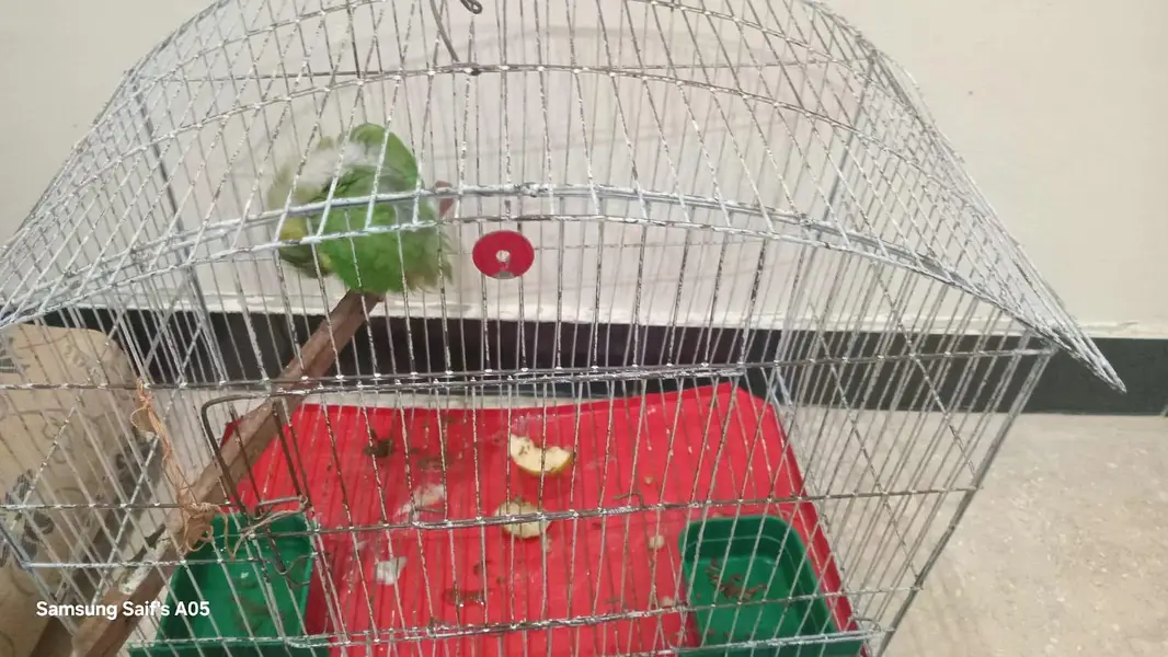 parrots for sell 4500 pinjry smaith — photo 2