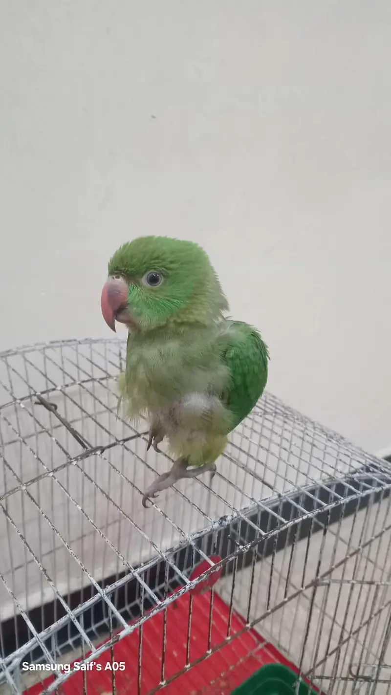 parrots for sell 4500 pinjry smaith — photo 3