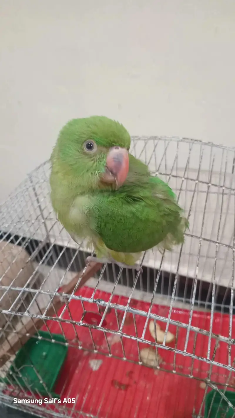 parrots for sell 4500 pinjry smaith — photo 4