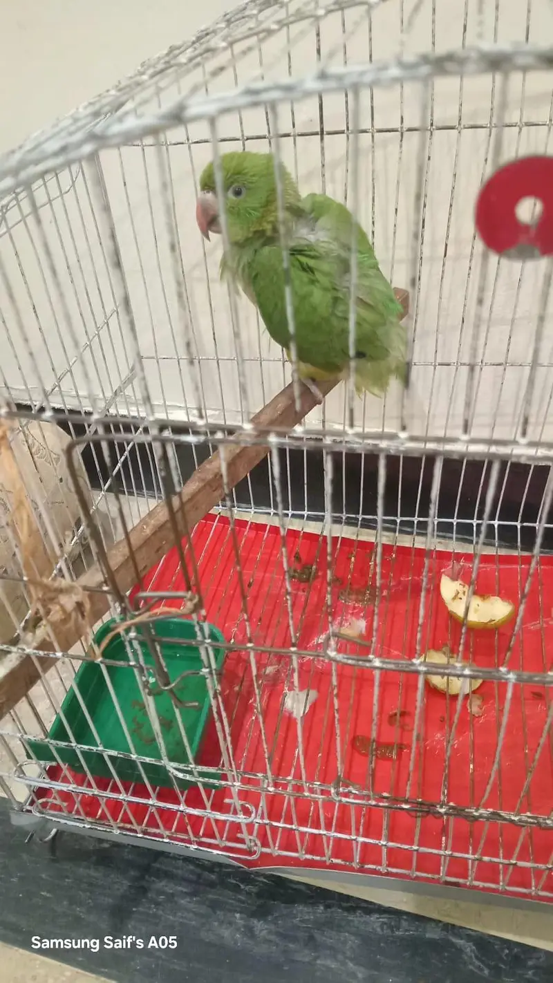 parrots for sell 4500 pinjry smaith — photo 5