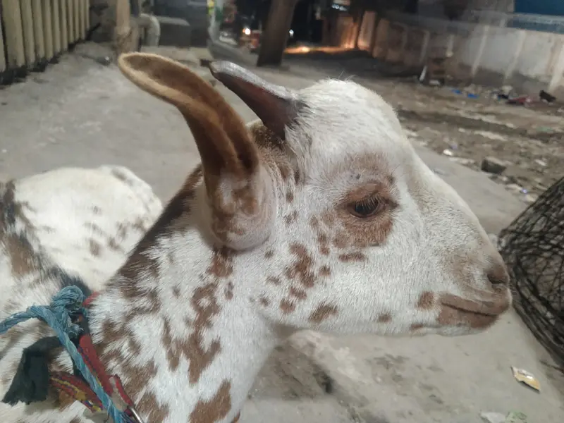 Tedy Barbara Male — photo 2