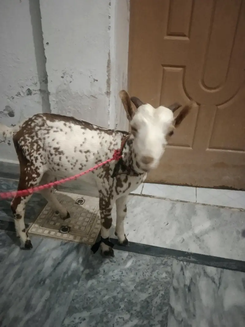 Tedy Barbara Male — photo 6