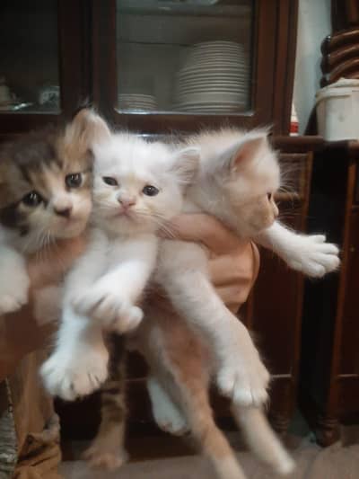 cats 3 code