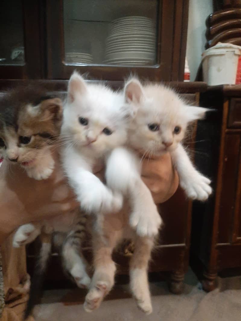 cats 3 code 1