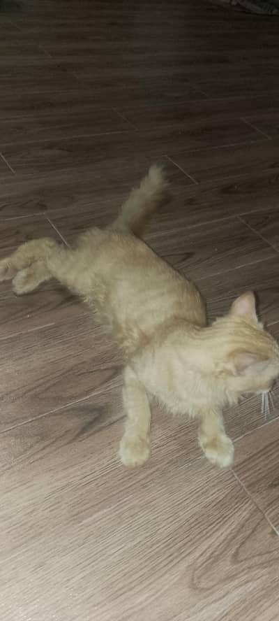 Persian cat for sale