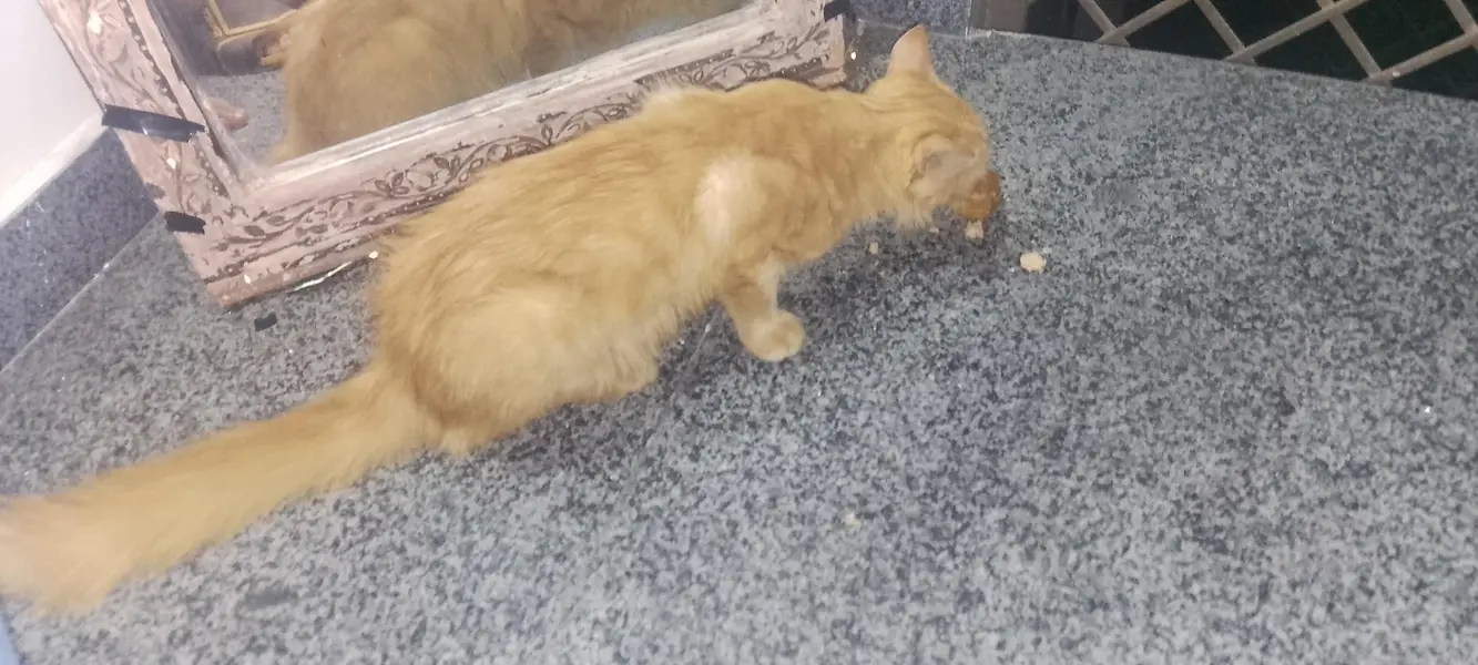 Persian cat for sale — photo 2