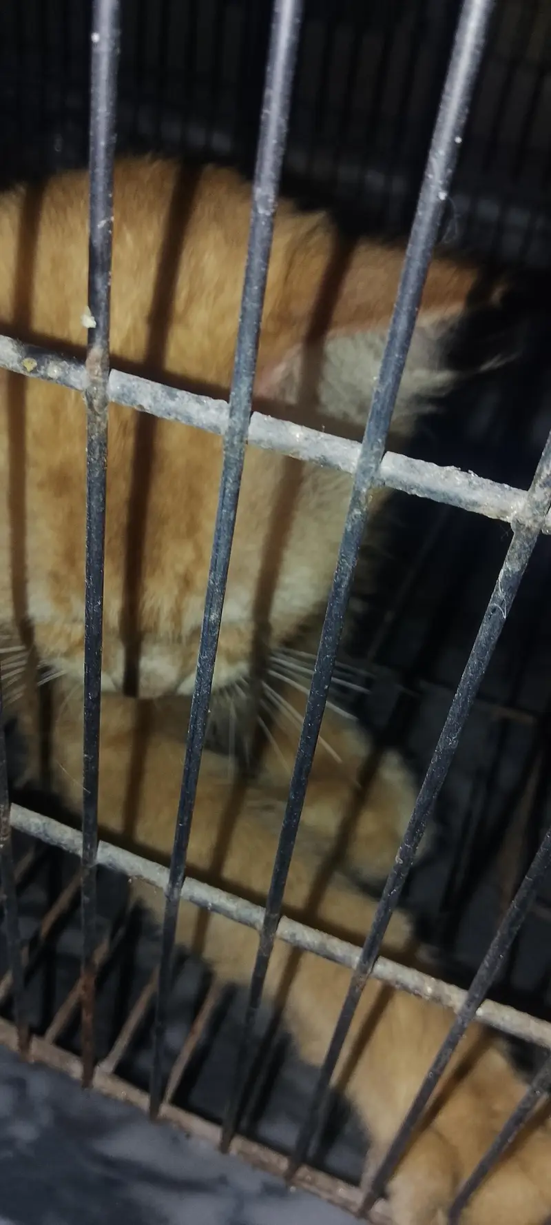 Persian cat for sale — photo 3