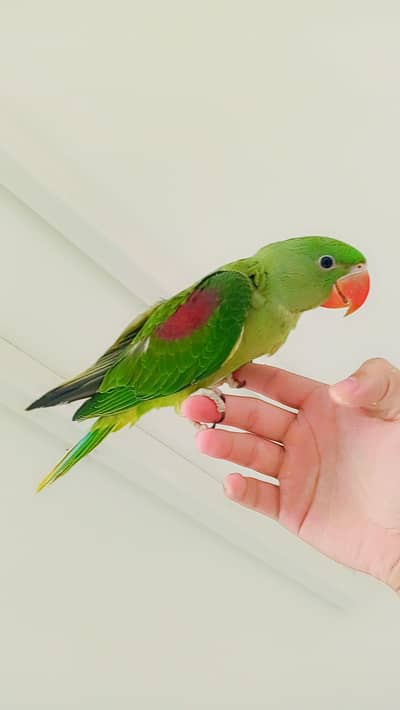 Parrot