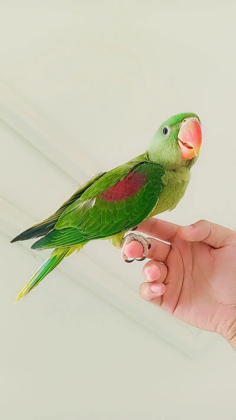 Parrot — photo 2