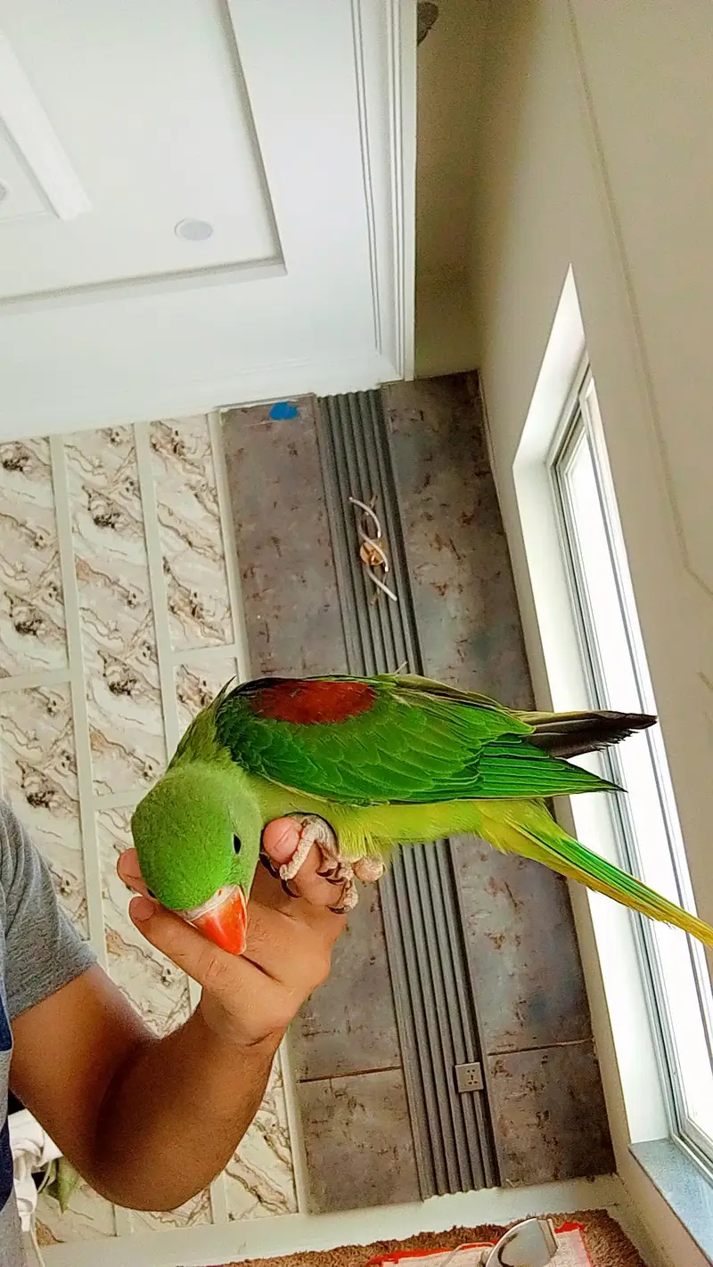 Parrot — photo 3