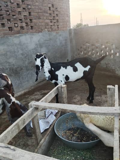betal goat,/ Kali dabi Bakri big size