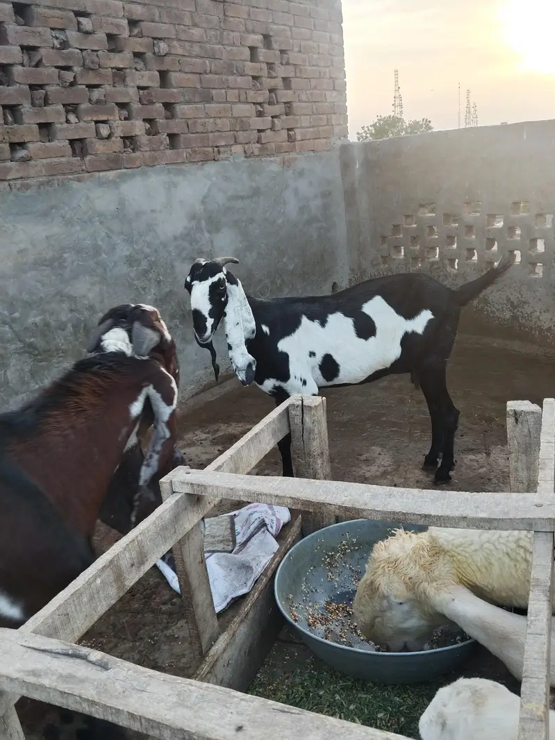 betal goat,/ Kali dabi Bakri big size — photo 2