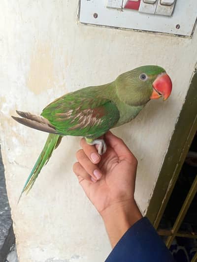 raw parrot pair