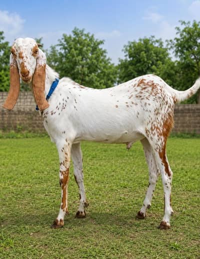 Makhi cheena or Gulabi Ablak