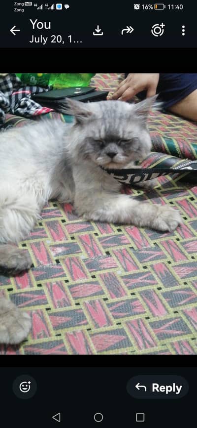 male cat