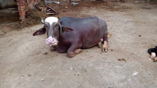 bore Befallow gher ki Pali ha 18 12 kg dood ha