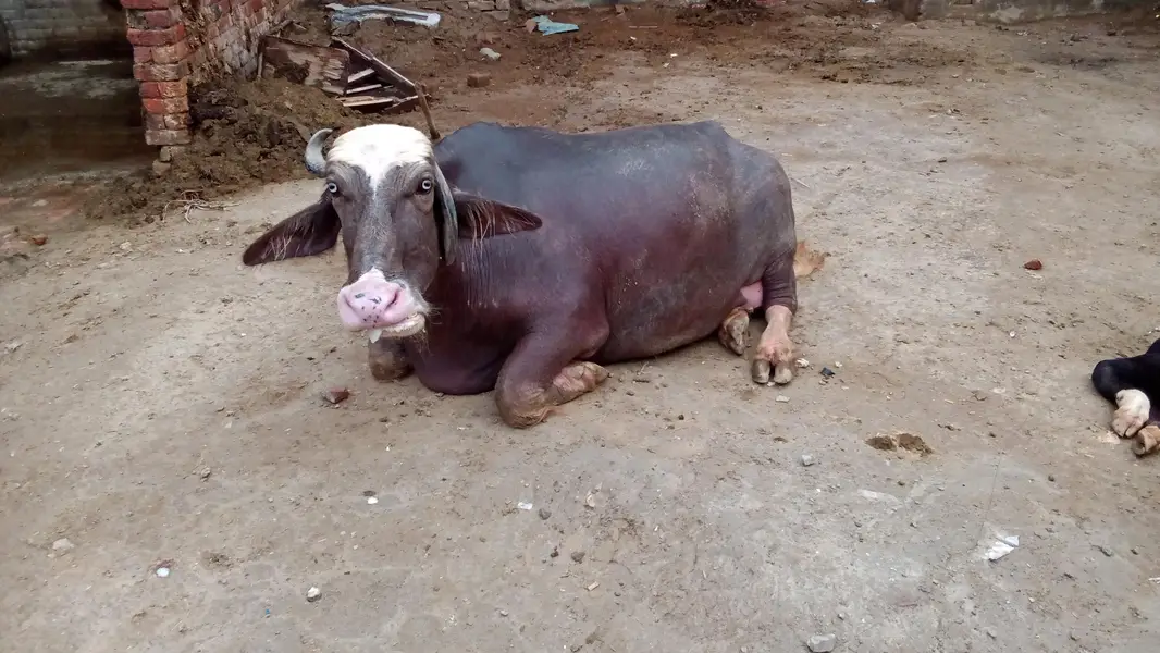 bore Befallow gher ki Pali ha 18 12 kg dood ha