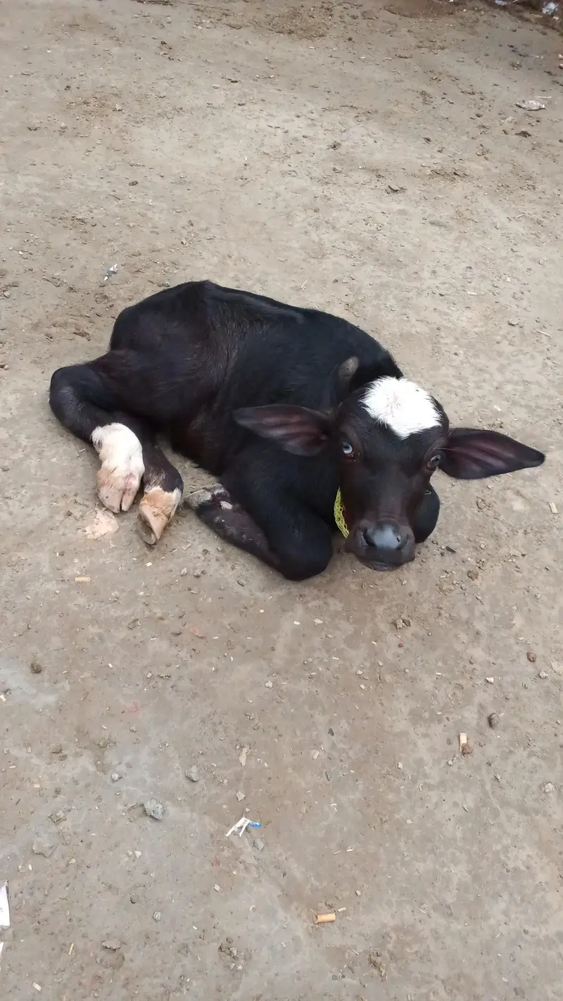 bore Befallow gher ki Pali ha 18 12 kg dood ha — photo 2