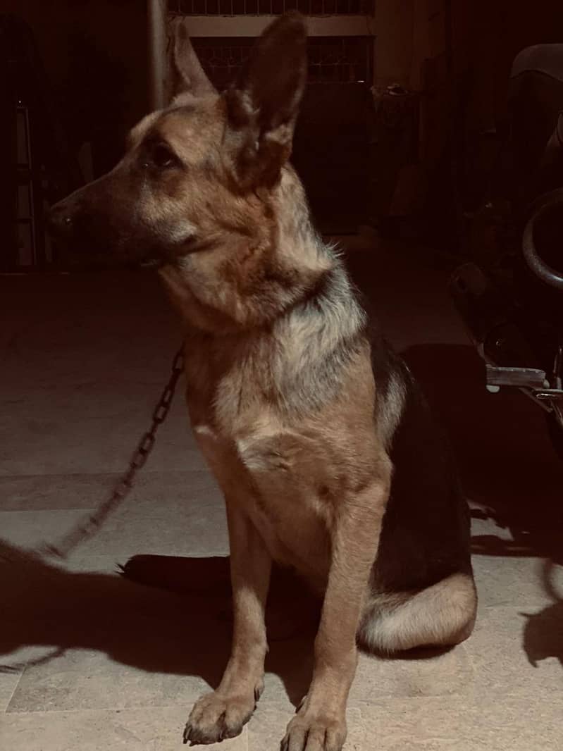 German shepherd 0