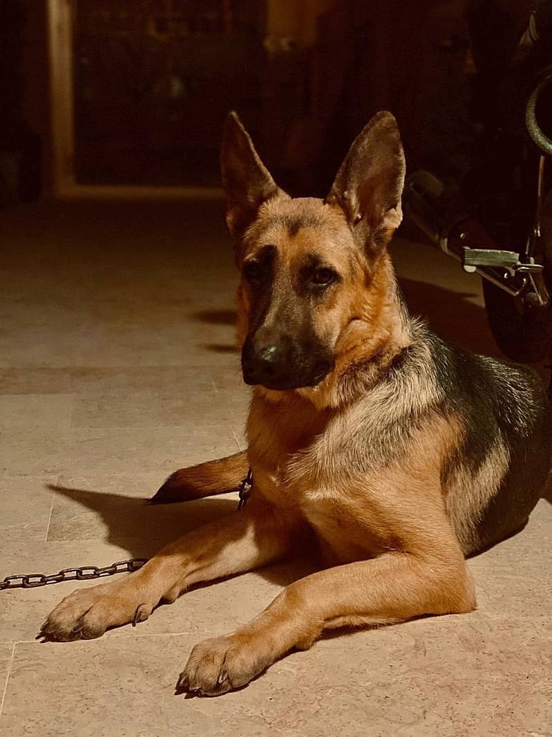 German shepherd 1