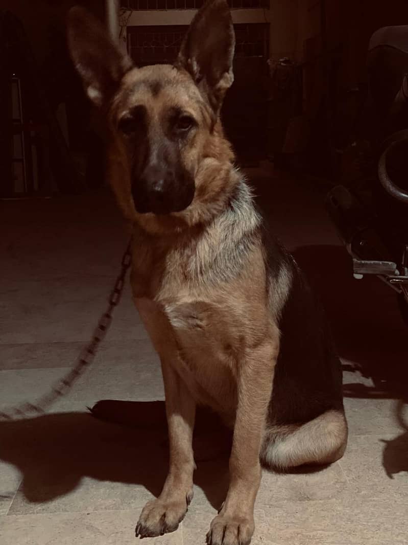 German shepherd 2