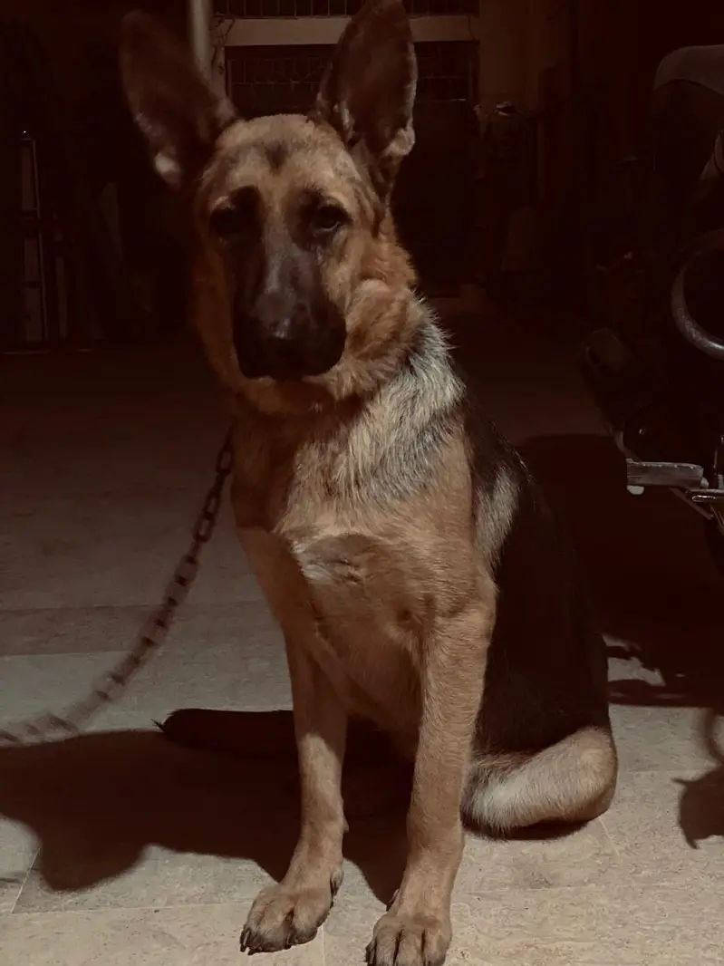 German shepherd — photo 3