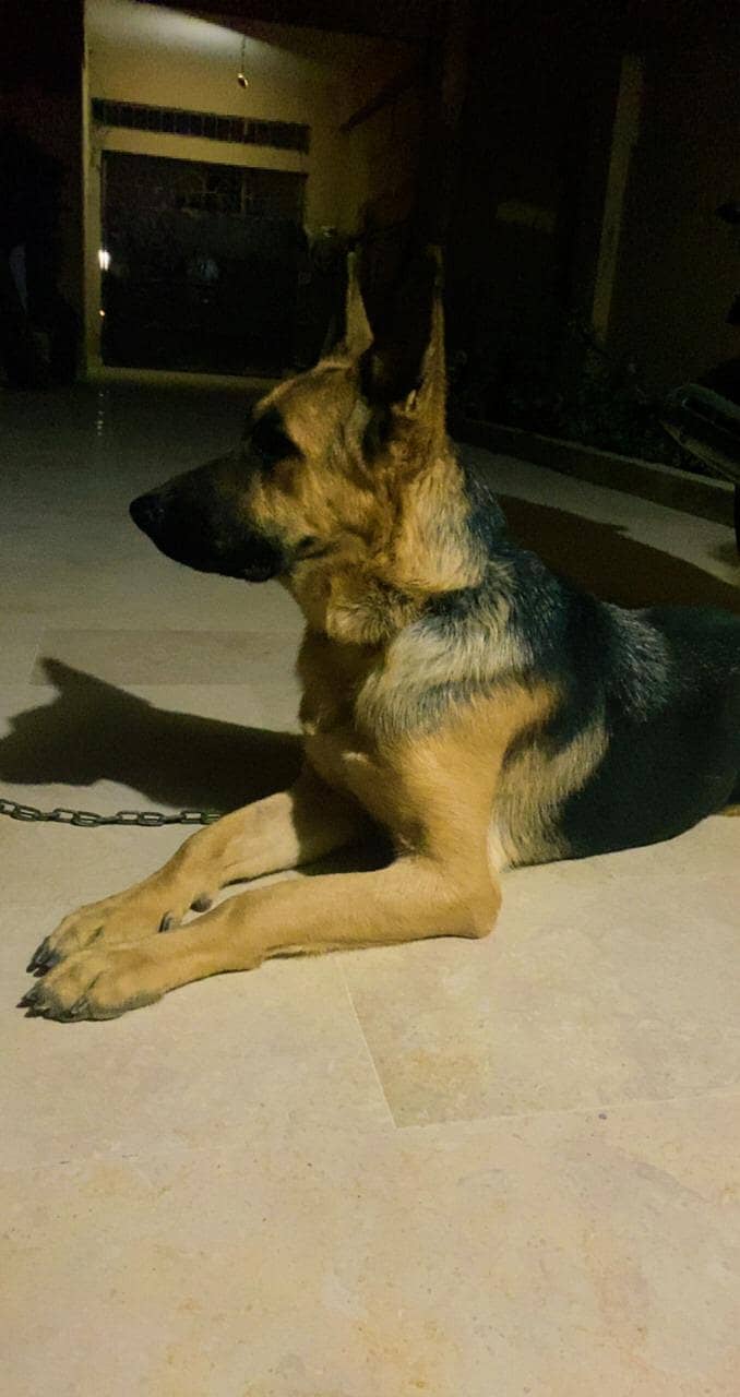 German shepherd 3
