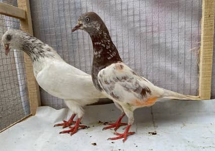 tedy or lakha bredr pairs