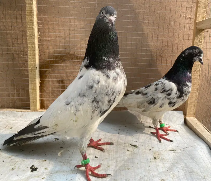 tedy or lakha bredr pairs — photo 2
