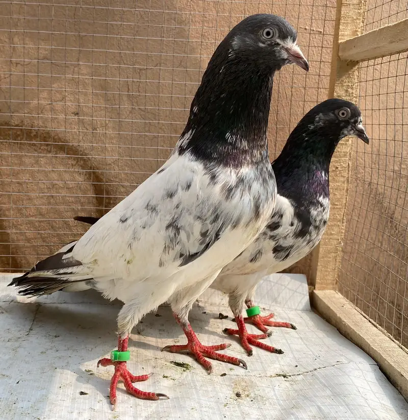 tedy or lakha bredr pairs — photo 3