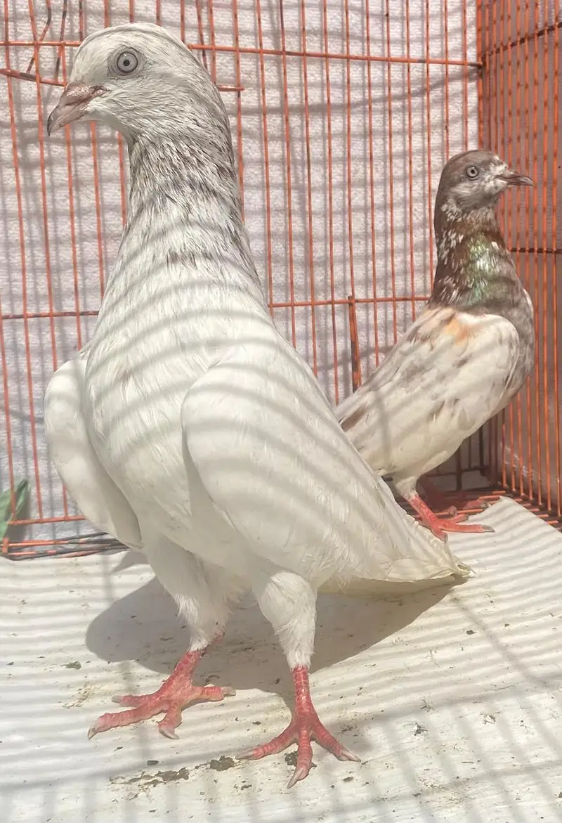 tedy or lakha bredr pairs — photo 4