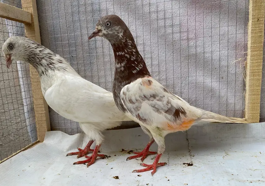 tedy or lakha bredr pairs — photo 7