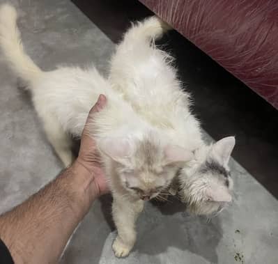 Persian cats pair sale
