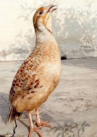 Irani teetar