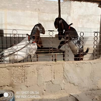 2 bakri 1 bachiya