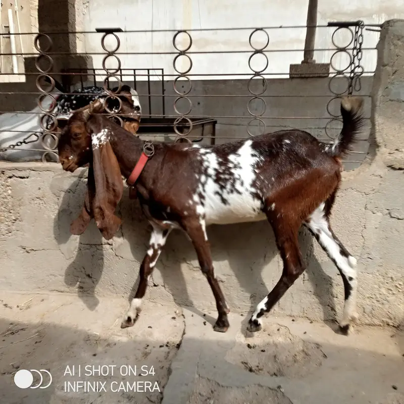 2 bakri 1 bachiya — photo 2