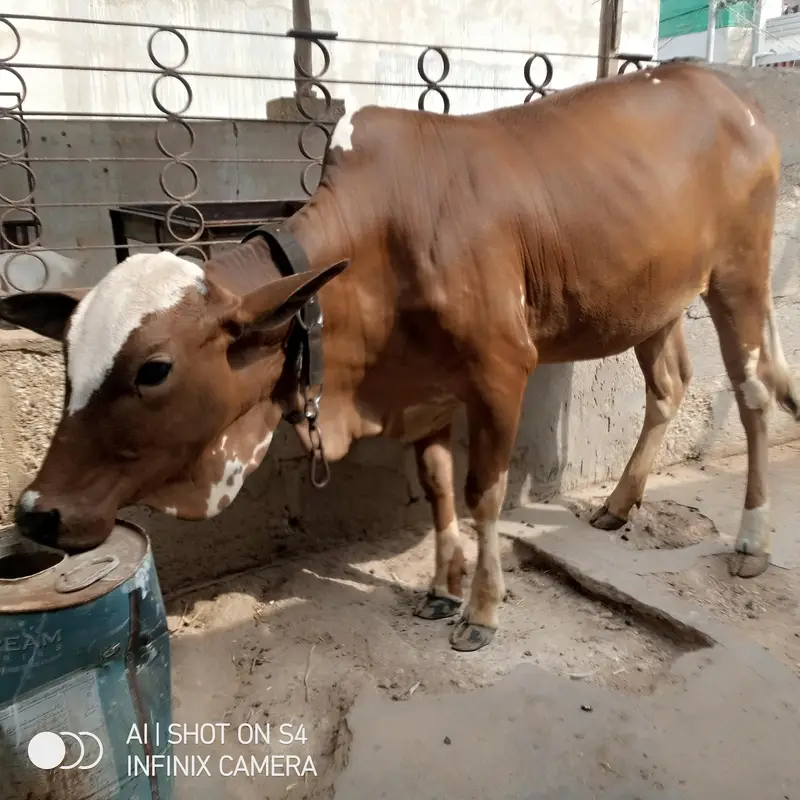 2 bakri 1 bachiya — photo 5