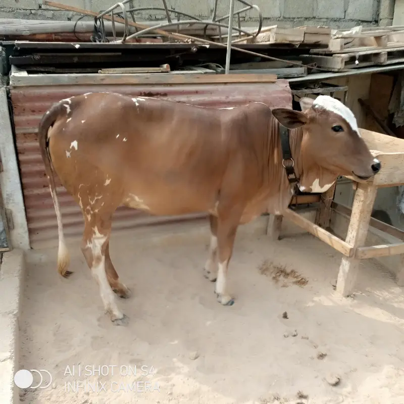 2 bakri 1 bachiya — photo 6