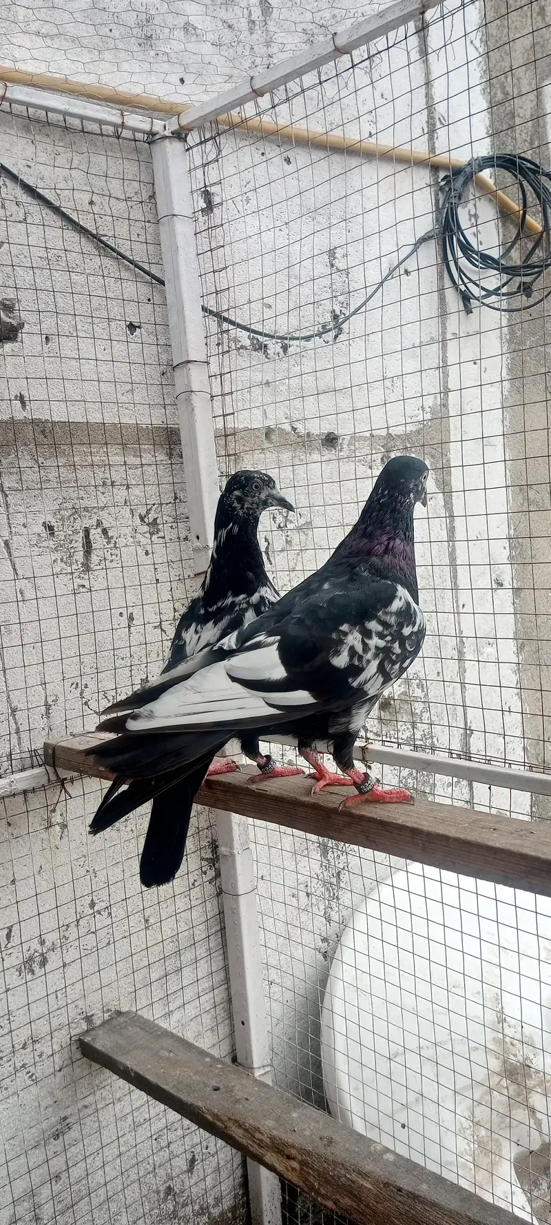 Rampuri Kabooter — photo 2