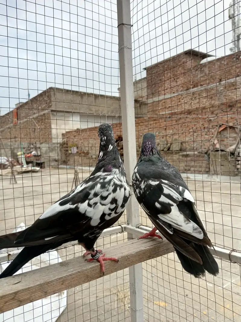 Rampuri Kabooter — photo 4