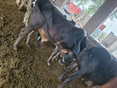Bulls for Sale Qadir Pur Raan